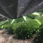 Natural Gyokuro - 1000g - Image 3