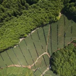 Natural Gyokuro - 1000g - Image 2