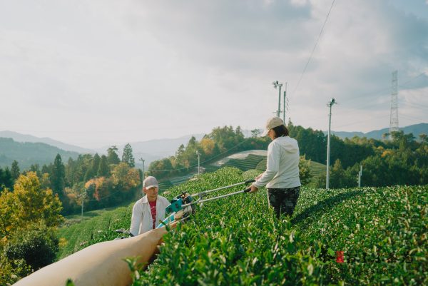 Obubu Tea Images Bundle - Image 2