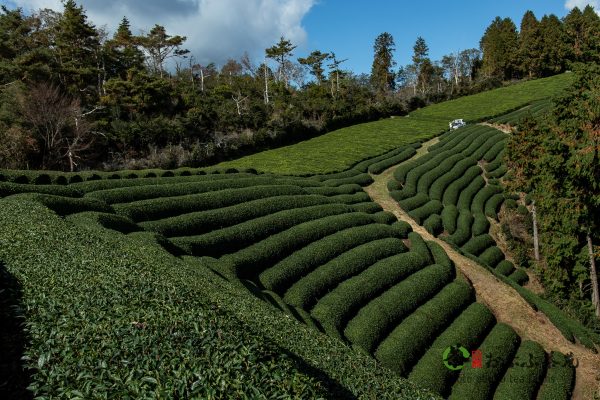Obubu Tea Images Bundle - Image 4