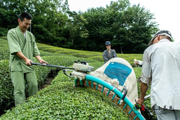 Obubu Tea Images Bundle - Image 3